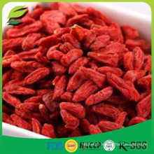 Hight Quality Goji berry Wolfberry Lycium Barbarum best chinese goji supplier